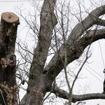 Rob Gilles works to remove an oak tree in Basking Ridge, N.J., Monday, April 24, 2017 (AP)